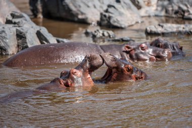 Hippopotamuses in the Serengeti National Park, Tanzania