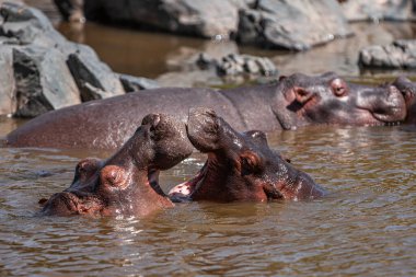 Hippopotamuses in the Serengeti National Park, Tanzania