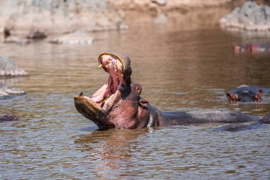 Serengeti Ulusal Parkı, Tanzanya 'da su aygırları