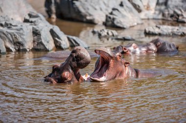 Hippopotamuses in the Serengeti National Park, Tanzania