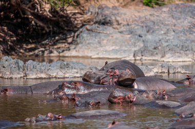 Hippopotamuses in the Serengeti National Park, Tanzania