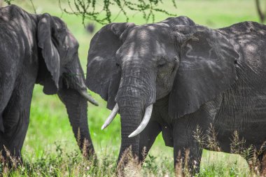 Serengeti Ulusal Parkı, Tanzanya 'da Afrika filleri