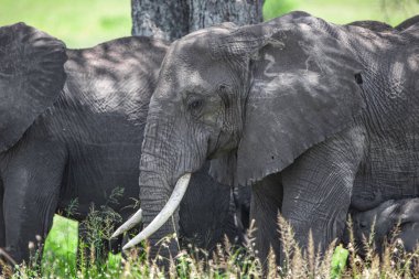 Serengeti Ulusal Parkı, Tanzanya 'da Afrika filleri