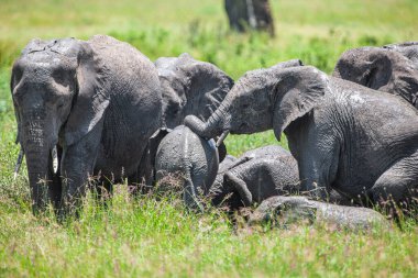 Serengeti Ulusal Parkı, Tanzanya 'da Afrika filleri