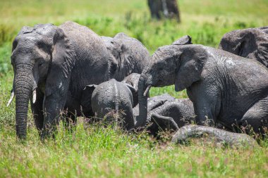 Serengeti Ulusal Parkı, Tanzanya 'da Afrika filleri