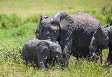 Serengeti Ulusal Parkı, Tanzanya 'da Afrika filleri