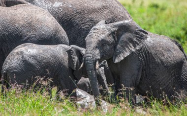 Serengeti Ulusal Parkı, Tanzanya 'da Afrika filleri