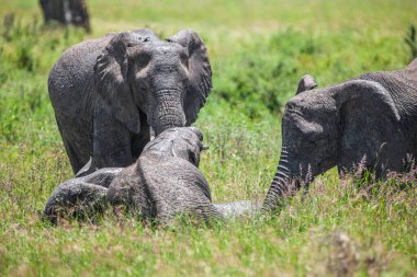 Serengeti Ulusal Parkı, Tanzanya 'da Afrika filleri