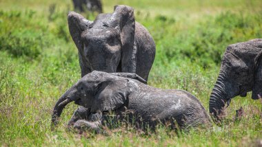 Serengeti Ulusal Parkı, Tanzanya 'da Afrika filleri