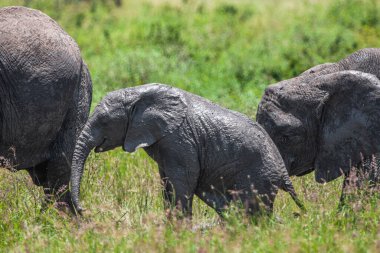 Serengeti Ulusal Parkı, Tanzanya 'da Afrika filleri