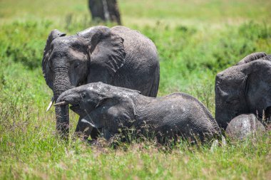 Serengeti Ulusal Parkı, Tanzanya 'da Afrika filleri