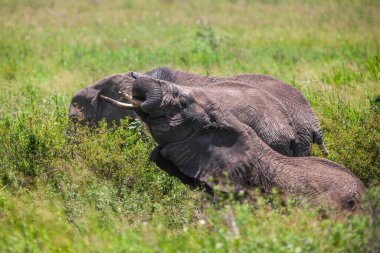 Serengeti Ulusal Parkı, Tanzanya 'da Afrika filleri