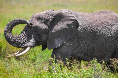 Serengeti Ulusal Parkı, Tanzanya 'da Afrika fili