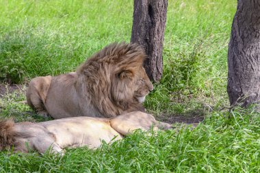 Serengeti Ulusal Parkı, Tanzanya 'da Aslanlar