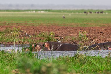 Tanzanya 'daki Manyara Gölü Ulusal Parkı' nda su aygırları