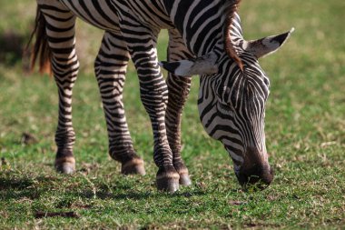 Zebra Manyara Gölü Milli Parkı, Tanzanya