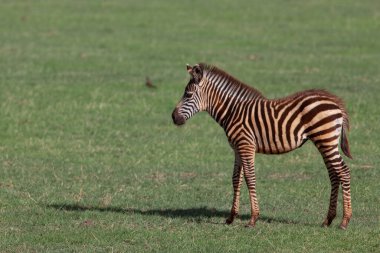 Zebra Manyara Gölü Milli Parkı, Tanzanya