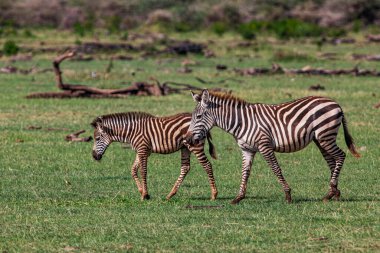 Tanzanya 'daki Manyara Gölü Ulusal Parkı' nda Zebralar