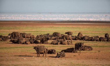 Tanzanya 'daki Manyara Gölü Ulusal Parkı' nda Afrika bufaloları