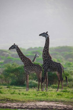 Tanzanya 'daki Manyara Gölü Ulusal Parkı' nda zürafalar