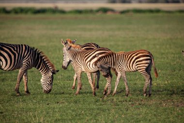 Tanzanya 'daki Manyara Gölü Ulusal Parkı' nda Zebralar