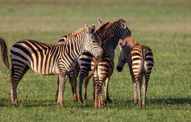 Tanzanya 'daki Manyara Gölü Ulusal Parkı' nda Zebralar