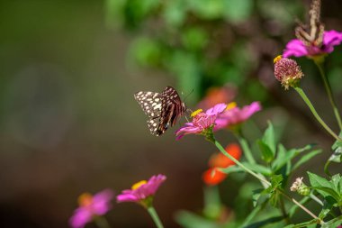 Tanzanya 'daki Manyara Gölü Milli Parkı' nda çiçeğin üzerinde dinlenen güzel kelebek.