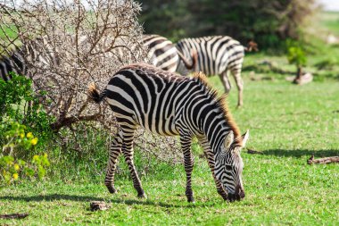 Tanzanya 'daki Manyara Gölü Ulusal Parkı' nda Zebralar