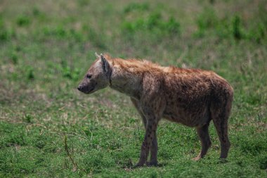 Serengeti Ulusal Parkı, Tanzanya, Afrika düzlüklerinde sırtlan görüldü