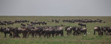 Tanzanya 'daki Manyara Gölü Ulusal Parkı' nda Afrika bufaloları