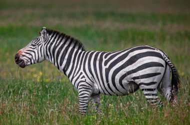 Zebra Tanzanya 'daki Serengeti Milli Parkı' nda