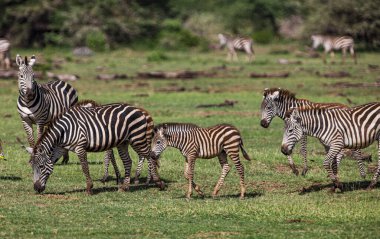 Tanzanya 'daki Manyara Gölü Ulusal Parkı' nda Zebralar