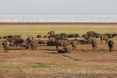 Tanzanya 'daki Manyara Gölü Ulusal Parkı' nda Afrika bufaloları