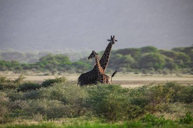 Tanzanya 'daki Manyara Gölü Ulusal Parkı' nda zürafalar