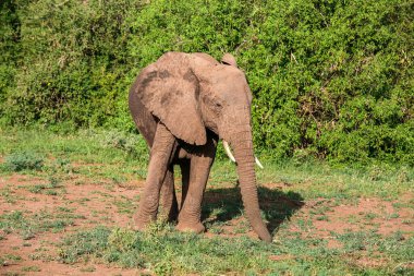 Tanzanya 'daki Manyara Gölü Ulusal Parkı' nda Afrika fili