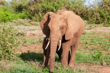 Tanzanya 'daki Manyara Gölü Ulusal Parkı' nda Afrika fili
