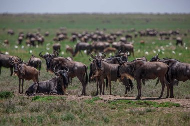 Tanzanya 'daki Manyara Gölü Ulusal Parkı' nda Afrika bufaloları