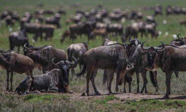 Tanzanya 'daki Manyara Gölü Ulusal Parkı' nda Afrika bufaloları