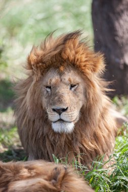 serengeti Ulusal Parkı, Tanzanya, aslan