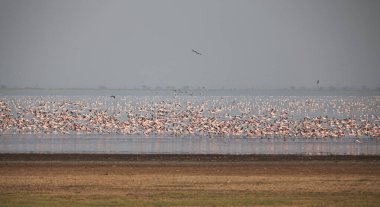 Manyara Gölü 'ndeki büyük beyaz pelikanlar Tanzanya, Afrika.