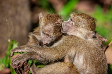 Tanzanya 'daki Manyara Gölü Ulusal Parkı ormanında babunlar