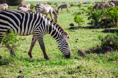 Tanzanya 'daki Manyara Gölü Ulusal Parkı' nda Zebralar