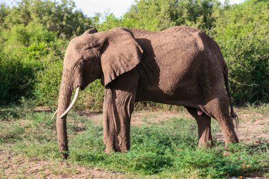 Tanzanya 'daki Manyara Gölü Ulusal Parkı' nda Afrika fili