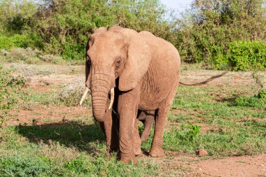 Tanzanya 'daki Manyara Gölü Ulusal Parkı' nda Afrika fili