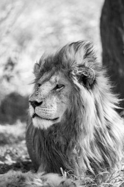 Lion in Serengeti National Park, Tanzania clipart