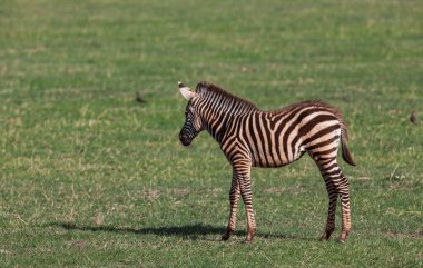 Manyara Gölü Milli Parkı 'nda çimlerin üzerinde zebra
