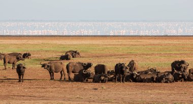 Tanzanya 'daki Manyara Gölü Ulusal Parkı' nda Afrika bufaloları