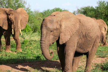 Tanzanya 'daki Manyara Gölü Ulusal Parkı' nda Afrika fili