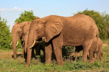 Tanzanya 'daki Manyara Gölü Ulusal Parkı' nda Afrika filleri