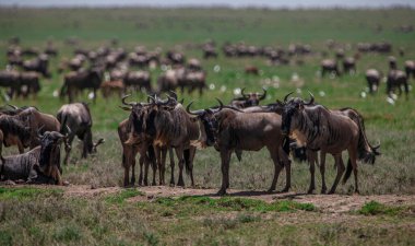 Tanzanya 'daki Manyara Gölü Ulusal Parkı' nda Afrika bufaloları